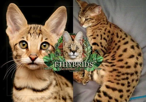 Amazon Jane – F2 Savannah Cat
